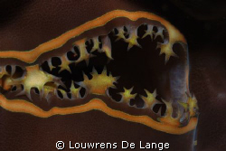 Another clam mouth by Louwrens De Lange 